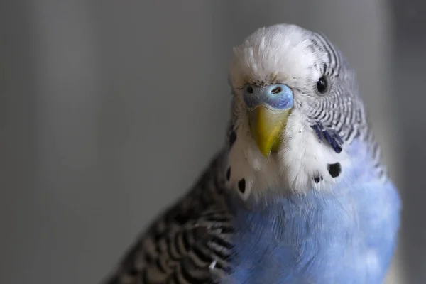 Perroquet Ondulé Bleu Est Assis Sur Une Cage Près — Photo