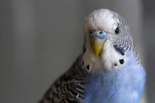 Papagaio Ondulado Azul Senta Uma Jaula Perto — Fotografia de Stock