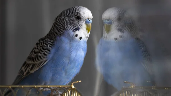 Perroquet Ondulé Bleu Est Assis Sur Une Cage Près — Photo