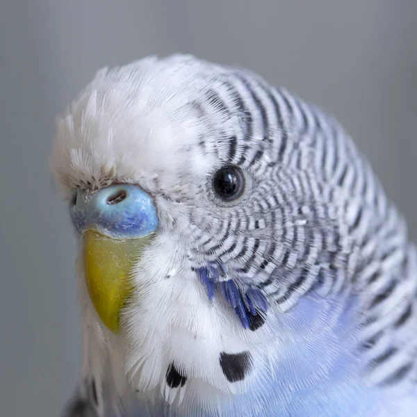 Een Blauwe Golvende Papegaai Zit Een Kooi Van Dichtbij — Stockfoto