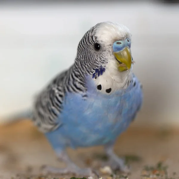 Papagaio Ondulado Azul Senta Uma Jaula Perto — Fotografia de Stock