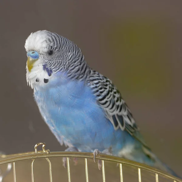 Papagaio Ondulado Azul Senta Uma Jaula Perto — Fotografia de Stock