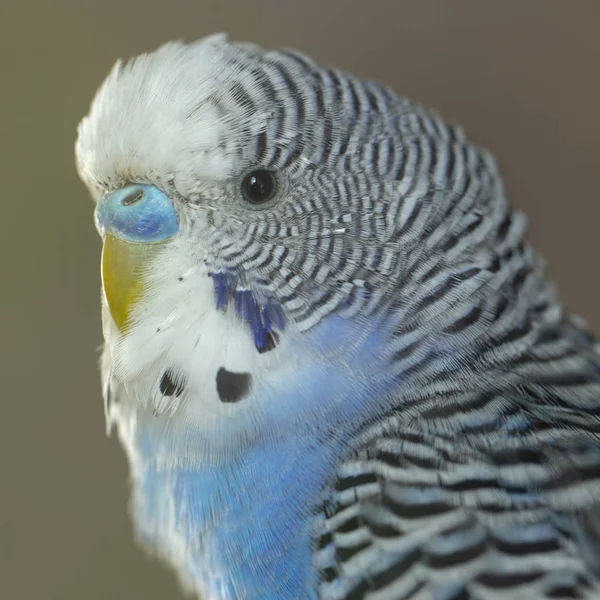 Niebieska Papuga Siedzi Klatce Bliska — Zdjęcie stockowe