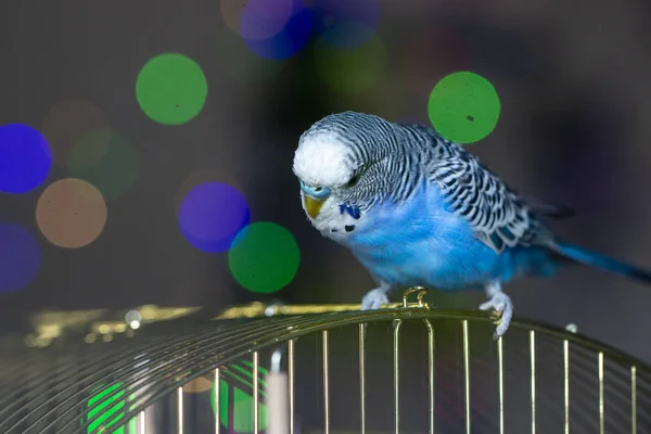 Papagaio Ondulado Azul Senta Uma Jaula Perto — Fotografia de Stock