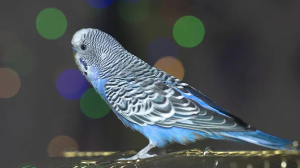 Синій Хвилястий Папуга Сидить Клітці Крупним Планом — стокове фото