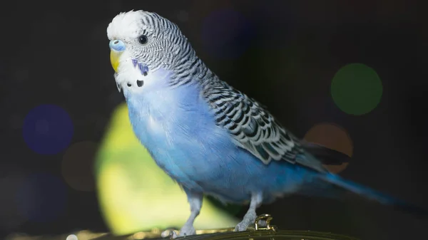 Синий Волнистый Попугай Сидит Клетке Вблизи — стоковое фото