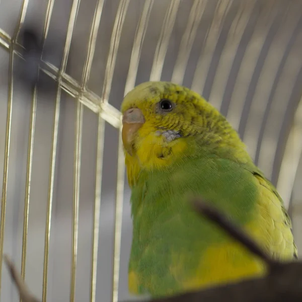 Papagaio Verde Pica Grãos Cabeça Para Cima — Fotografia de Stock