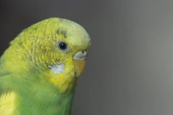 Loro Verde Picotea Granos Cabeza Cerca —  Fotos de Stock