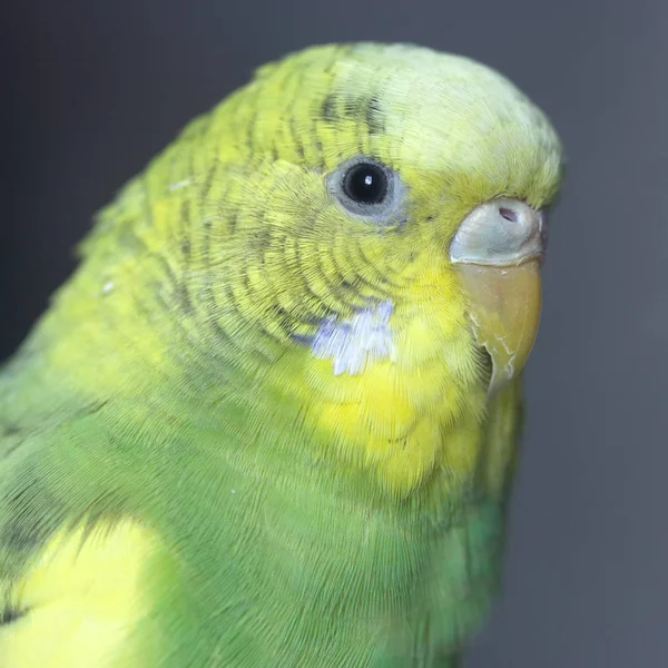 Green Parrot Pecks Grains Head Close — Stock Photo, Image