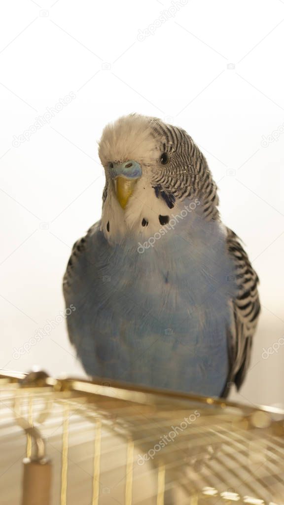 A blue wavy parrot sits on a cage close up