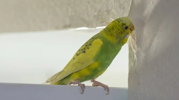 Malé Žluté Vlnité Papoušek Sedící Větvi Gnaws Slzy Poškrábání Zdi — Stock fotografie