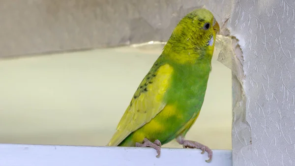 Piccolo Pappagallo Ondulato Giallo Seduto Ramo Rode Lacrime Graffia Muro — Foto Stock