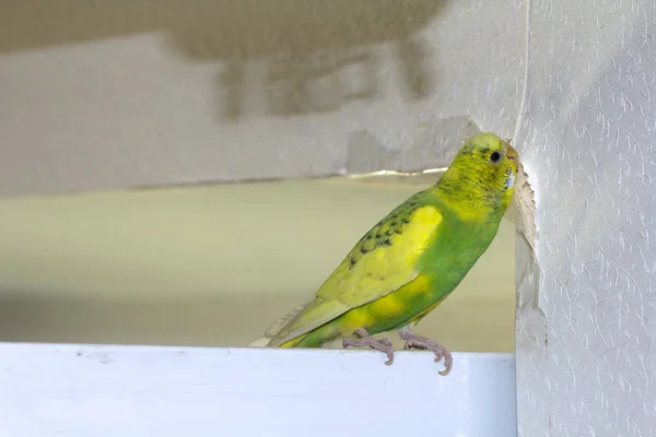 Piccolo Pappagallo Ondulato Giallo Seduto Ramo Rode Lacrime Graffia Muro — Foto Stock