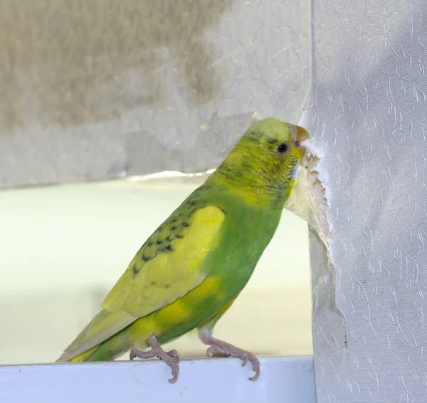 Pequeno Papagaio Ondulado Amarelo Sentado Ramo Arranhões Rasga Parede Causando — Fotografia de Stock