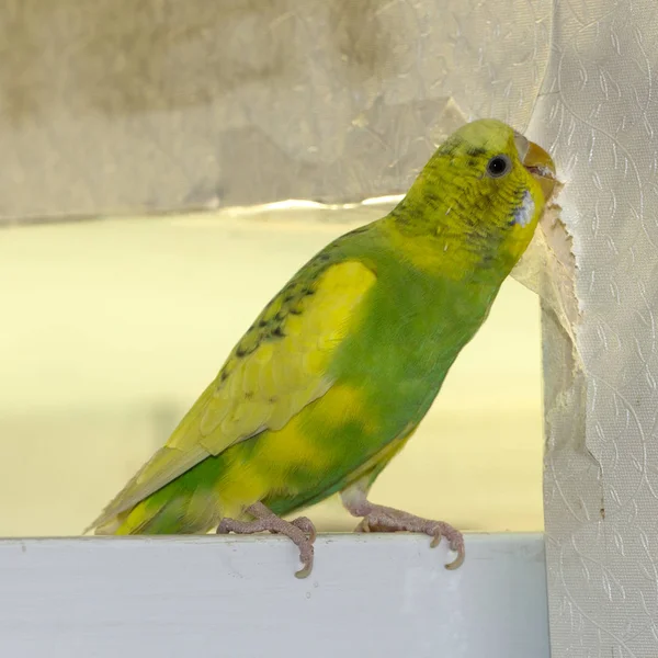 Piccolo Pappagallo Ondulato Giallo Seduto Ramo Rode Lacrime Graffia Muro — Foto Stock