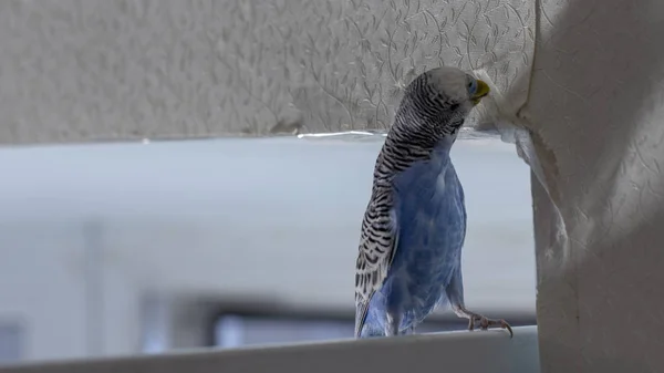 Pequeño Loro Azul Ondulado Sentado Una Rama Las Lágrimas Gnaws — Foto de Stock