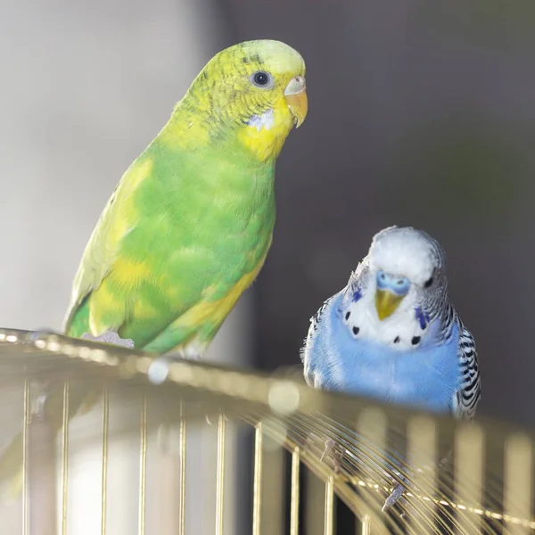 Two Wavy Parrots Sit Cage Close — Stock Photo, Image