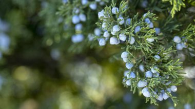 Bir ardıç meyveleri kar altında ile güzel bush