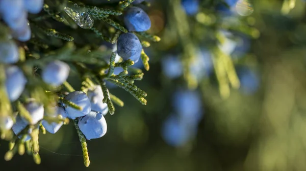 Gyönyörű Bush Boróka Bogyók Alatt — Stock Fotó