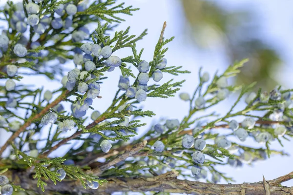 Gyönyörű Bush Boróka Bogyók Alatt — Stock Fotó