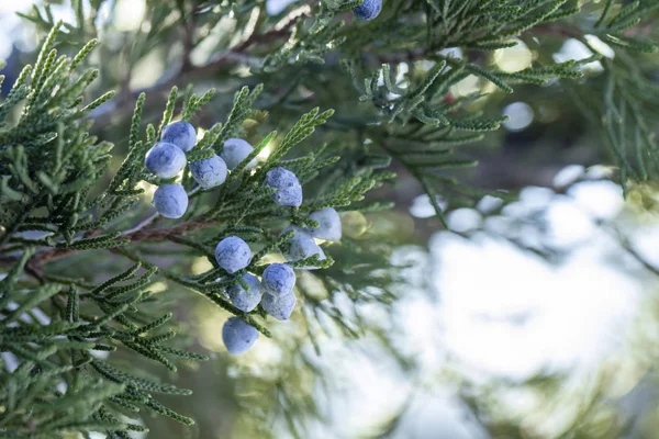 Gyönyörű Bush Boróka Bogyók Alatt — Stock Fotó