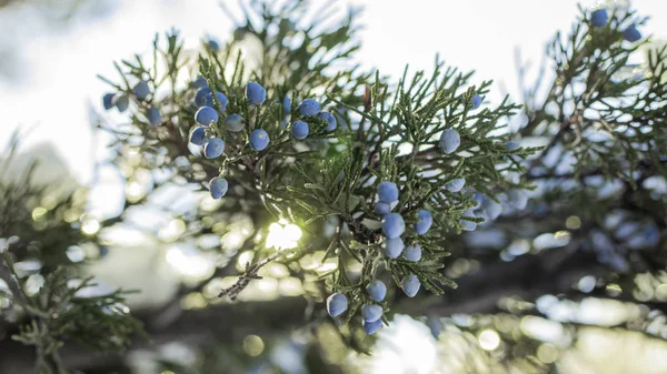 Gyönyörű Bush Boróka Bogyók Alatt — Stock Fotó