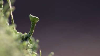 Orman zemin makro yakın çekim zemin üzerine yosun