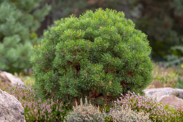 Fajta Törpe Hegyi Fenyő Pinus Mugo Var Pumilio Sziklás Kertben — Stock Fotó