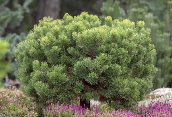 Odmiana Karłowata Góry Sosna Pinus Mugo Var Pumilio Skalistym Ogrodem — Zdjęcie stockowe