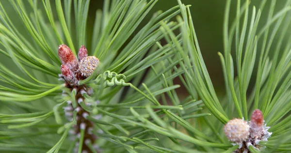 Fajta Törpe Hegyi Fenyő Pinus Mugo Var Pumilio Sziklás Kertben — Stock Fotó