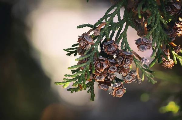 Thuja Occidentalis Κώνου Γκρο Πλαν Πράσινο Φόντο — Φωτογραφία Αρχείου