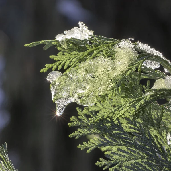 Сніг Туя Гілки Різдво Громадському Парку Крупним Планом — стокове фото