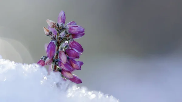 Calluna Vulgaris Erica Carnea Brezal Invierno Nieve Cerca — Foto de Stock
