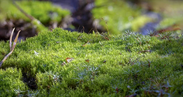 Moss Forest Ground Macro Close Background — Stock Photo, Image