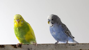 iki dalgalı papağan oturup bir kafes yakın çekim