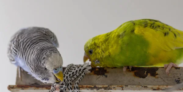 Two Wavy Parrots Sit Cage Close — Stock Photo, Image