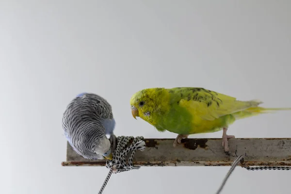 Två Vågiga Papegojor Sitta Bur Närbild — Stockfoto