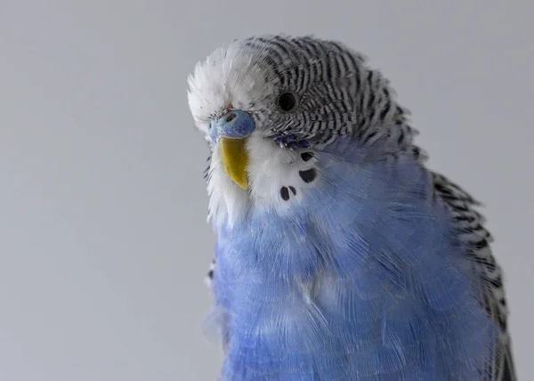 Blue Wavy Parrot Sits Cage Close — Stock Photo, Image