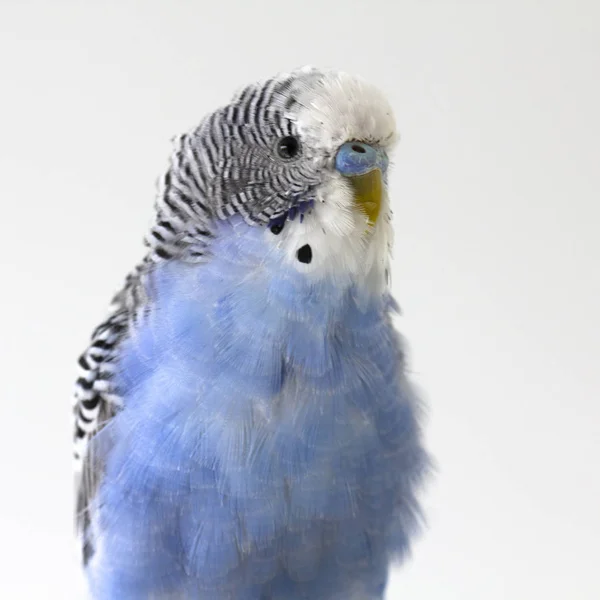Blue Wavy Parrot Sits Cage Close — Stock Photo, Image