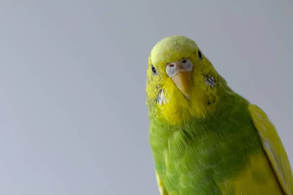 Tahıl Kafa Yakın Çekim Yeşil Papağan Gagalar — Stok fotoğraf