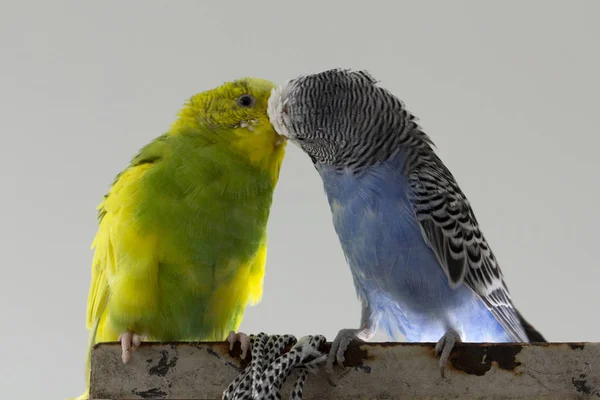 Kiss Wavy Parrots Little Birds Touched Each Other Beaks Close — Stock Photo, Image