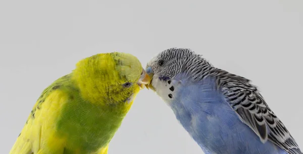 Kyssa Vågiga Papegojor Små Fåglar Rörd Varandras Näbbar Närbild — Stockfoto