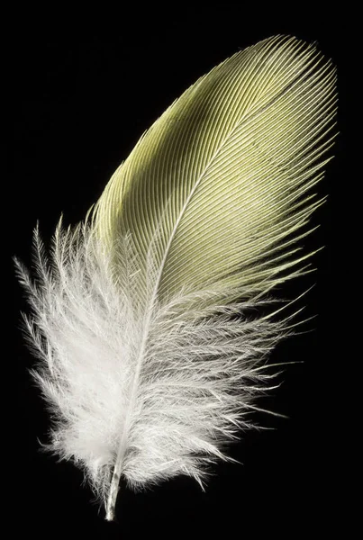 Yellow Feather White Background Close — Stock Photo, Image