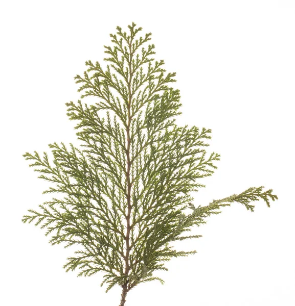 Pine Gren Isolerad Vit Bakgrund Närbild — Stockfoto
