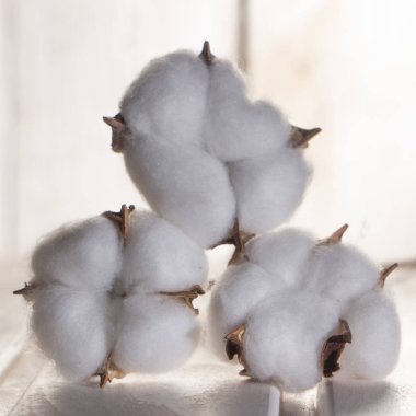 Pamuk bitki çiçek beyaz ahşap zemin üzerinde Kapat