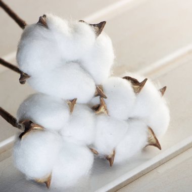 Pamuk bitki çiçek beyaz ahşap zemin üzerinde Kapat