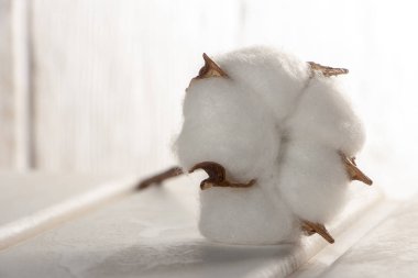 Pamuk bitki çiçek beyaz ahşap zemin üzerinde Kapat