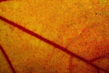 Güzel ayrıntılı altın sonbahar yaprak makro - doku yakın çekim