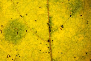 Güzel ayrıntılı altın sonbahar yaprak makro - doku yakın çekim