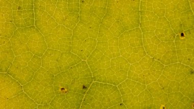 Güzel ayrıntılı altın sonbahar yaprak makro - doku yakın çekim